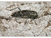 Tesařík pestrý (Xylotrechus rusticus), Vlkovská pískovna, Třeboňsko, 6.6.2021; čeleď tesaříkovití (Cerambycidae)