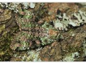 Osenice travní (Anaplectoides prasina), Vitmanov, Třeboňsko, 13.6.2021; čeleď můrovití (Noctuidae) 