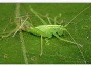Kobylka dubová (Meconema thalassinum), NPP Rendezvous, Valticko, 19.6.2022;  čeleď kobylkovití (Tettigoniidae); svlékající se nymfa