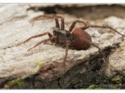 Slíďák štětinatý (Trochosa spinipalpis), NPP Rendezvous, Valticko, 19.6.2022; čeleď slíďákovití (Lycosidae)