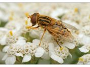 pestřeka Parhelophilus frutetorum, Jemčina, Třeboňsko, 7.8.2022; čeleď pestřenkovití (Syrphidae); druhové určení přibližné 