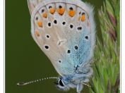 Motýli