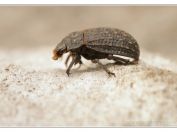 Hlodáč písečný (Trox sabulosus), PP Slepičí vršek, Třeboňsko, 7.4.2024; čeleď hlodáčovití (Trogidae)