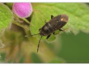 Ploštička černá (Aphanus rolandri), rybník Rožmberk, 14.4.2024; čeleď pozemkovití (Rhyparochromidae)