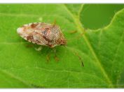Kněz mateřský (Elasmucha grisea), PR Pacova hora, 21.4.2024; čeleď kněžovkovití (Acanthosomatidae)