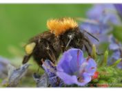Čmelák rokytový (Bombus hypnorum),  Jemčina, Třeboňsko, 8.6.2024; čeleď včelovití (Apidae) 