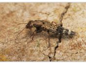 drabčík Ontholestes haroldi, Jemčina, Třeboňsko, 8.6.2024; čeleď drabčíkovití (Staphylinidae) 