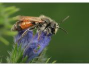 Pískorypka pyskatá (Andrena labiata),  Jemčina, Třeboňsko, 8.6.2024; čeleď pískorypkovití (Andrenidae); samec 