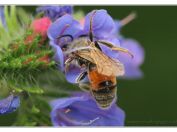 Pískorypka pyskatá (Andrena labiata), Jemčina, Třeboňsko, 8.6.2024; čeleď pískorypkovití (Andrenidae); samec 
