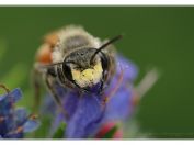 Pískorypka pyskatá (Andrena labiata), Jemčina, Třeboňsko, 8.6.2024; čeleď pískorypkovití (Andrenidae); samec 