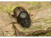 Vrubounek Preysslerův, Novořecká hráz, Třeboňsko, 11.5.2024; čeleď vrubounovití (Scarabaeidae)