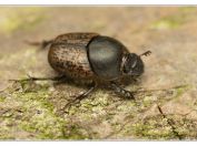 Vrubounek Preysslerův, Novořecká hráz, Třeboňsko, 11.5.2024; čeleď vrubounovití (Scarabaeidae)
