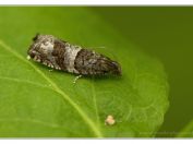 obaleč Gypsonoma nitidulana, PR Borkovická blata, 18.5.2024; čeleď obalečovití (Tortricidae) 