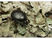 mršník Hister unicolor, rybník Rožmberk, 19.5.2024; čeleď mršníkovití Histeridae