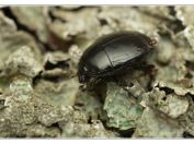 mršník Hister unicolor, rybník Rožmberk, 19.5.2024; čeleď mršníkovití Histeridae