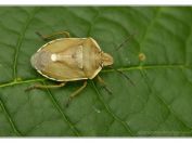 Kněžice borová (Chlorochroa pinicola), Vlkovská pískovna, Třeboňsko, 26.5.2024; čeleď kněžicovití (Pentatomidae) 