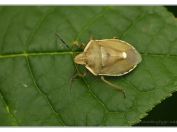 Kněžice borová (Chlorochroa pinicola), Vlkovská pískovna, Třeboňsko, 26.5.2024; čeleď kněžicovití (Pentatomidae) 