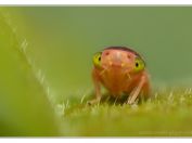 Makro lehce poetické