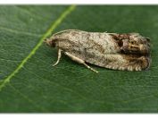 Obaleč ořechový (Cydia splendana), Vlkovská pískovna, Třeboňsko, 5.7.2024; čeleď obalečovití (Tortricidae)