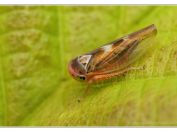 tykadlatka Populicerus nitidissimus, Vlkovská pískovna, Třeboňsko, 5.7.2024; čeleď křískovití (Cicadellidae) 