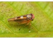 tykadlatka Populicerus nitidissimus, Vlkovská pískovna, Třeboňsko, 5.7.2024; čeleď křískovití (Cicadellidae) 