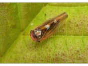 tykadlatka Populicerus nitidissimus, Vlkovská pískovna, Třeboňsko, 5.7.2024; čeleď křískovití (Cicadellidae) 