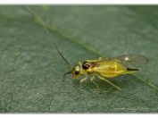 Pisivka žlutá (Valenzuela flavidus), Vlkovská pískovna, Třeboňsko, 5.7.2024; řád Pisivky (Psocoptera) 