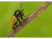 vrbař Labidostomis longimana, Vlkovská pískovna, Třeboňsko, 6.7.2024; čeleď mandelinkovití (Chrysomelidae) 