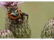 Běžník skvostný (Synema globosum), Vlkovská pískovna, Třeboňsko, 6.7.2024; čeleď běžníkovití (Thomisidae)