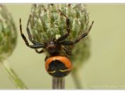 Běžník skvostný (Synema globosum), Vlkovská pískovna, Třeboňsko, 6.7.2024; čeleď běžníkovití (Thomisidae)
