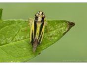 Mokřatka žlutočerná (Evacanthus interruptus), PR Pacova hora, 14.7.2024; čeleď křískovití (Cicadellidae)