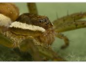 Lovčík vodní (Dolomedes fimbriatus), Novořecká hráz, Třeboňsko, 3.8.2024; čeleď lovčíkovití (Pisauridae)