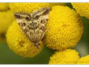 Zavíječ stepní (Pyrausta despicata), Novořecká hráz, Třeboňsko, 3.8.2024; čeleď travaříkovití (Crambidae) 