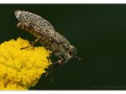 Bzikavka dešťová (Haematopota pluvialis), Třeboň - Zlatá stoka, 10.8.2024; čeleď ovádovití (Tabanidae) 