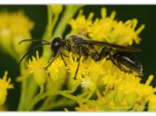 Kutilka mexická (Isodontia mexicana), Třeboň - Zlatá stoka, 10.8.2024; čeleď kutilkovití (Sphecidae); nepůvodní druh původem ze Střední Ameriky; u nás poprvé nalezen v roce 2013 