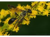 Kutilka mexická (Isodontia mexicana), Třeboň - Zlatá stoka, 10.8.2024; čeleď kutilkovití (Sphecidae); nepůvodní druh původem ze Střední Ameriky; u nás poprvé nalezen v roce 2013