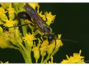 Kutilka mexická (Isodontia mexicana), Třeboň - Zlatá stoka, 10.8.2024; čeleď kutilkovití (Sphecidae); nepůvodní druh původem ze Střední Ameriky; u nás poprvé nalezen v roce 2013