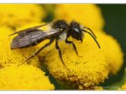 Pískorypka ranní (Andrena bicolor), Třeboň - Zlatá stoka, 10.8.2024; čeleď pískorypkovití (Andrenidae); samec