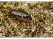 Kvapník měnivý (Harpalus affinis), PP Slepičí vršek, Třeboňsko; 11.8.2024; čeleď střevlíkovití (Carabidae) 
