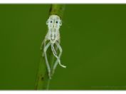 Makro lehce poetické