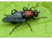 Bráněnka červená (Clitellaria ephippium), Vlkovská pískovna, Třeboňsko, 8.5.2025; čeleď bráněnkovití (Stratiomyidae) 