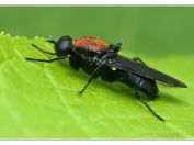 Bráněnka červená (Clitellaria ephippium), Vlkovská pískovna, Třeboňsko, 8.5.2025; čeleď bráněnkovití (Stratiomyidae) 