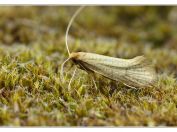 adéla Nematopogon adansoniellus, PR Borkovická blata, 11.5.2025; čeleď adélovití (Adelidae) 