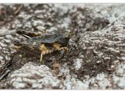 Marše lesní (Tetrix undulata), PR Borkovická blata, 11.5.2025; čeleď maršovití (Tetrigidae)