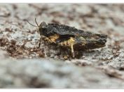 Marše lesní (Tetrix undulata), PR Borkovická blata, 11.5.2025; čeleď maršovití (Tetrigidae)