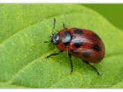 Mandelinka drobná (Gonioctena viminalis), PR Borkovická blata, 11.5.2025; čeleď mandelinkovití (Chrysomelidae)