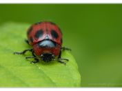 Mandelinka drobná (Gonioctena viminalis), PR Borkovická blata, 11.5.2025; čeleď mandelinkovití (Chrysomelidae)