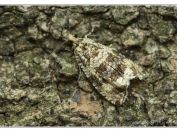 Obaleč jahodníkový (Syricoris lacunana), Pálava - Děvín, 16.5.2025; čeleď obalečovití (Tortricidae)