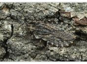 Podkornice březová (Aradus betulae), Svatý kopeček, Pálava, 17.5.2025; čeleď podkornicovití (Aradidae)