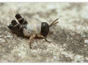 Saranče vlašská (Calliptamus italicus), Svatý kopeček, Pálava, 17.5.2025; čeleď sarančovití (Acrididae); nymfa